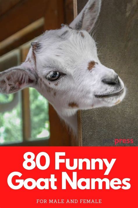 funny goat names puns|old fashioned goat names.